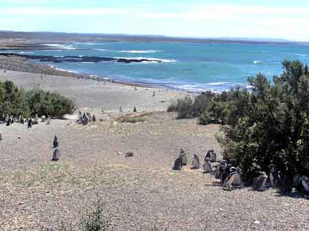 Argentine peninsule de Valdes Punta Tombo