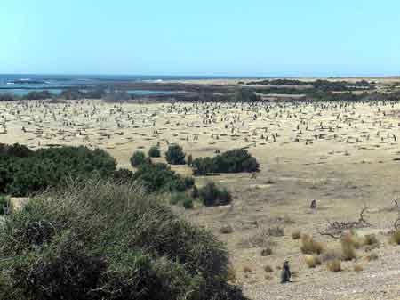 Argentine peninsule de Valdes Punta Tombo