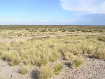 Argentine peninsule de Valdes puerto Piramides