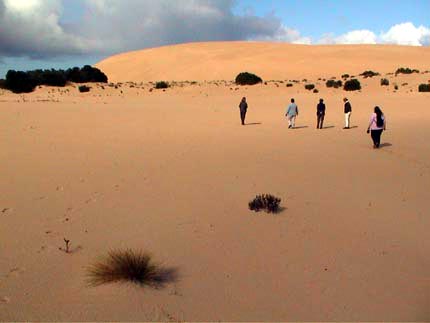 Australie kangaroo island  little sahara 