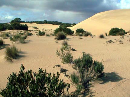 Australie kangaroo island  little sahara 