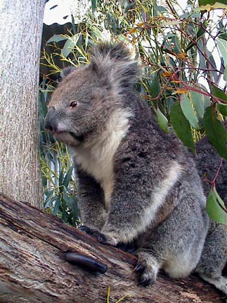 Australie kangaroo island  Koalas, kangourous, wallaby, emeu, wombat