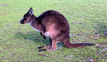 Australie kangaroo island  Koalas, kangourous, wallaby, emeu, wombat