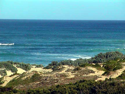 Australie kangaroo island  Seal point