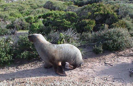 Australie kangaroo island  Seal point