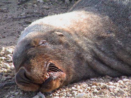 Australie kangaroo island  Seal point