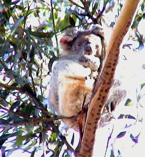 Australie kangaroo island  les koalas