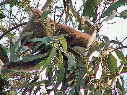 Australie kangaroo island  les koalas