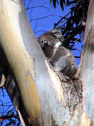 Australie kangaroo island  les koalas