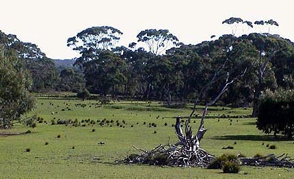 Australie kangaroo island  les koalas