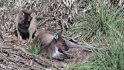 Australie kangaroo island  les koalas