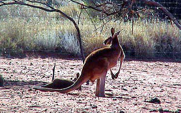 Australie le centre rouge