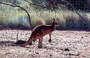 Australie le centre rouge