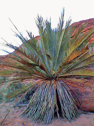 Australie Kings canyon Centre rouge  