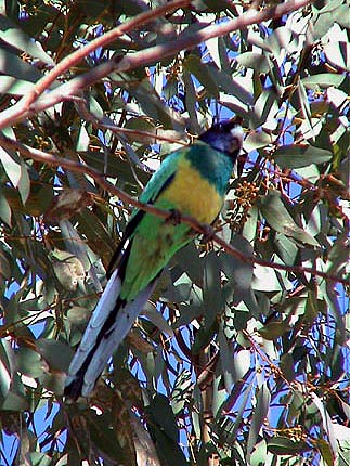 Australie Alice Centre rouge 