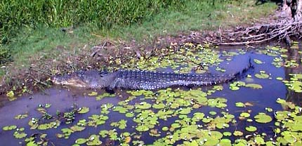 Australie Kakadu national park  Yellow river Billabong 