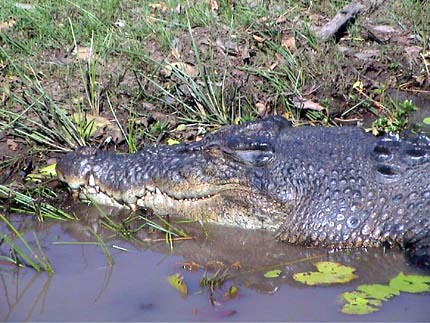 Australie Kakadu national park  Yellow river Billabong 