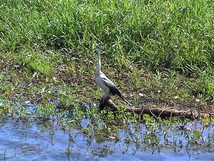 Australie Kakadu national park  Yellow river Billabong 