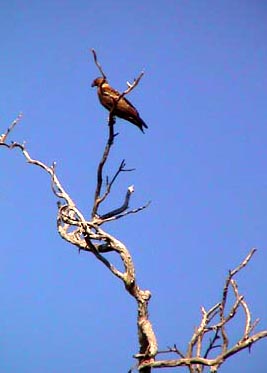 Australie Kakadu national park  Yellow river Billabong 