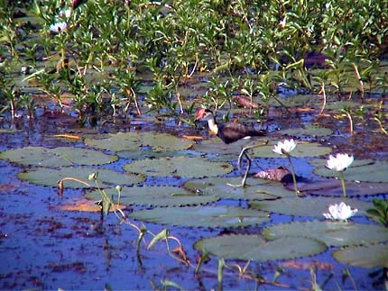 Australie Kakadu national park  Yellow river Billabong 