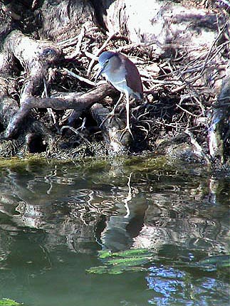 Australie Kakadu national park  Yellow river Billabong 