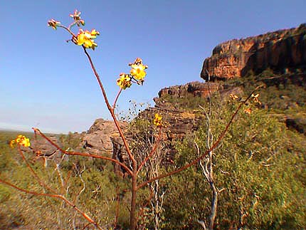 Australie Kakadu national park  temps du rve  Nourlangie Rock 