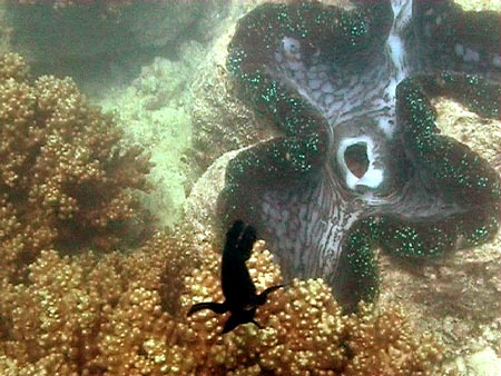 Australie grande barriere de corail 