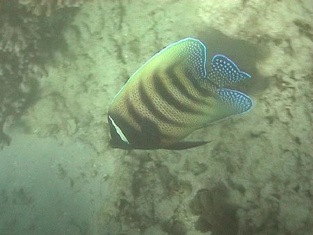 Australie grande barriere de corail 