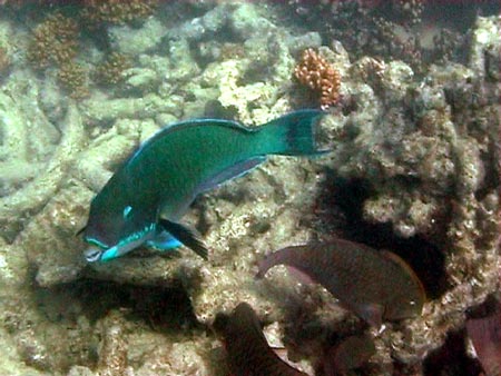 Australie grande barriere de corail 