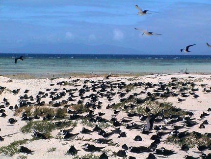 Australie grande barriere de corail 