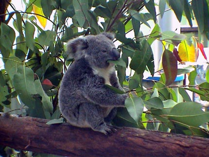 Australie Kuranda  zoo 