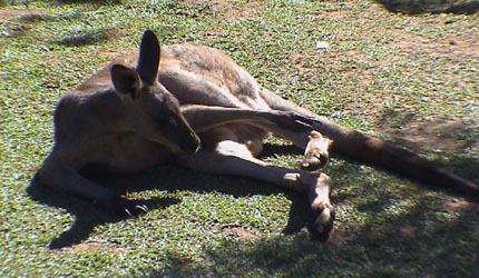 Australie Kuranda  zoo 