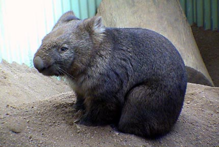 Australie Kuranda  zoo 