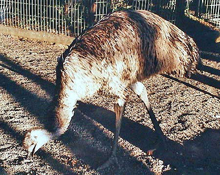 Australie autruche  featherdale wildlife park