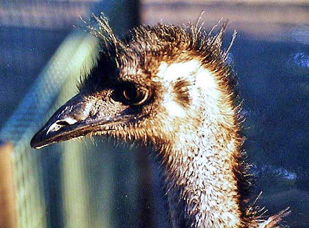 Australie emeu  featherdale wildlife park