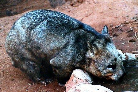 Australie Wombat featherdale wildlife park