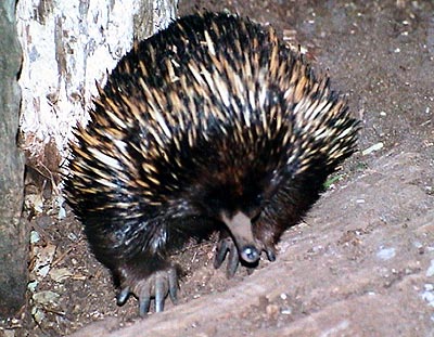 Australie echidnee  featherdale wildlife park