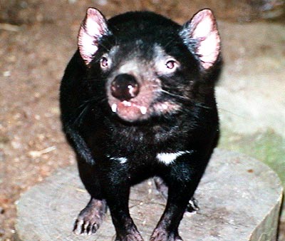 Australie diable de Tasmanie  featherdale wildlife park