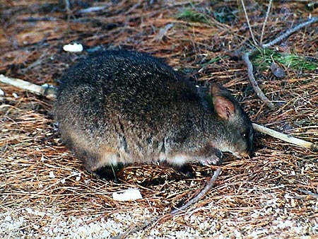 Australie kangaroo island  Koalas, kangourous, wallaby, emeu, wombat