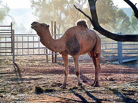 Australie le centre rouge