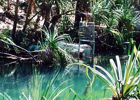 Australie Kakadu national park  Maguk  crocodiles