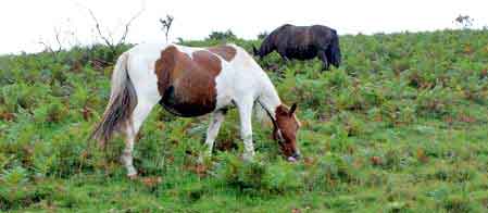 la Rhune, train, chevaux, pays basque 