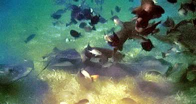 requins Belize holchan  