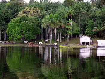 Brésil Amazonie Manaus