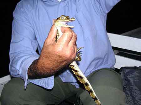 Brsil Amazonie caimans