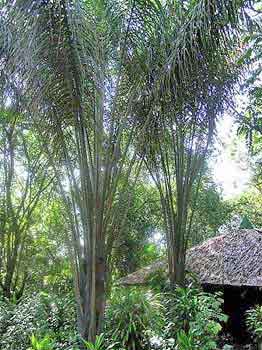 Amazon village Amazonie Brsil