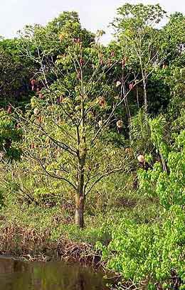 Brsil Amazonie village