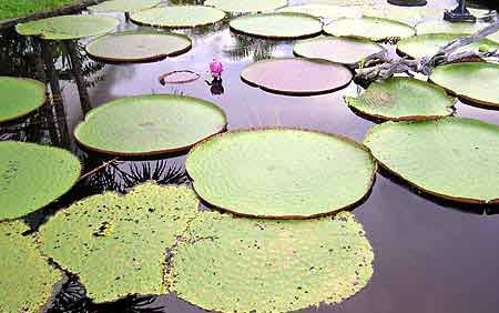 Brsil Amazonie Victoria Regia