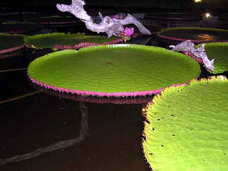 Brsil Amazonie Victoria Regia