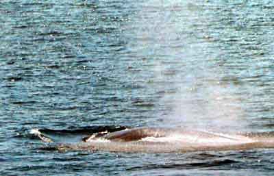 Tadoussac croisiere aux baleines Quebec 